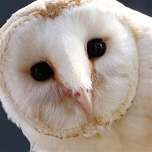 Falconry Experiences at Wem near Shrewsbury Falconry Experiences at Wem near Shrewsbury